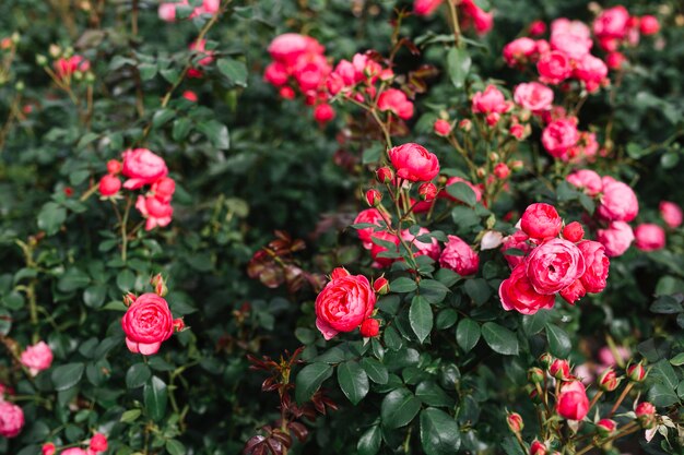 Brautiful flores rosadas que crecen en la planta