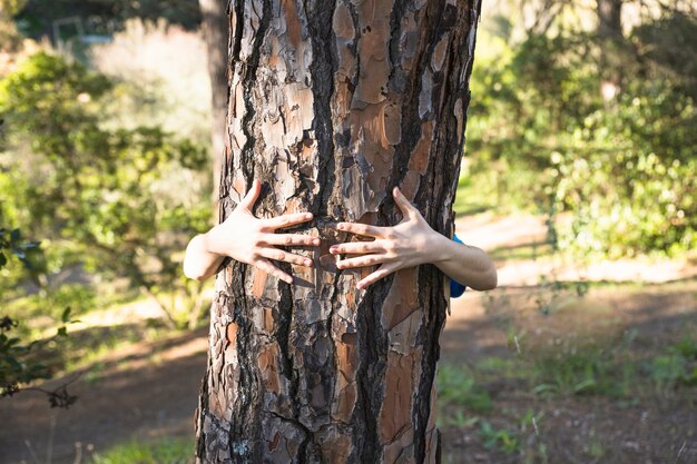 Brazos abrazando el tronco de árbol en el bosque verde