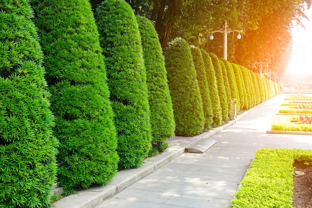 Foto gratuita brillante paisaje primavera portarretrato naturaleza árbol