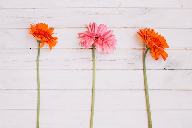 Foto gratuita brillantes flores en flor en la mesa blanca