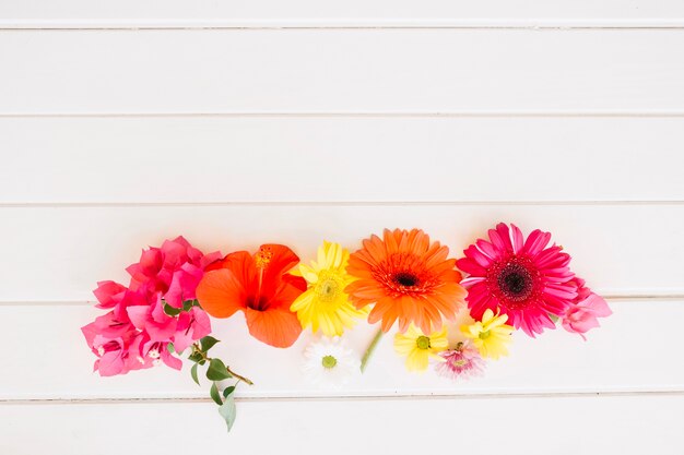 Brillantes flores multicolores en blanco