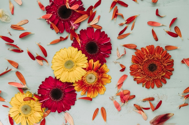 Foto gratuita brillantes gerberas y pétalos