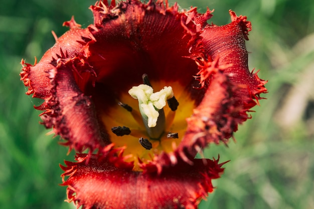 Brillantes pétalos rojos de flor de tulipán