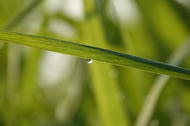 Brizna de hierba con gotas de agua