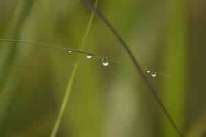 Foto gratuita brizna de hierba con gotas de agua