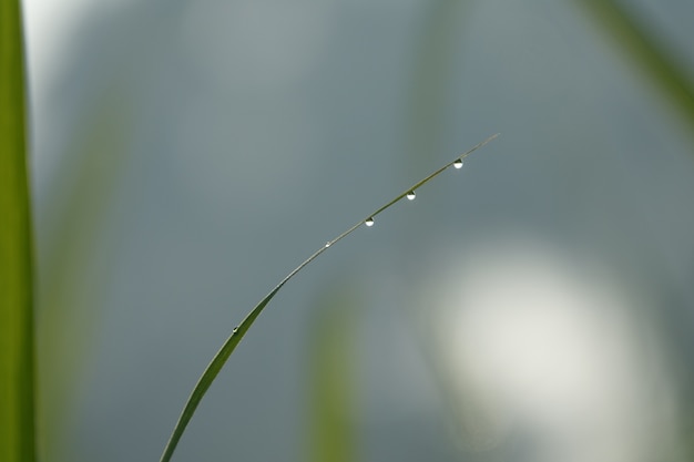 Brizna de hierba con gotas de agua