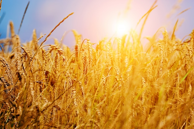 Foto gratuita brizna de trigo al atardecer