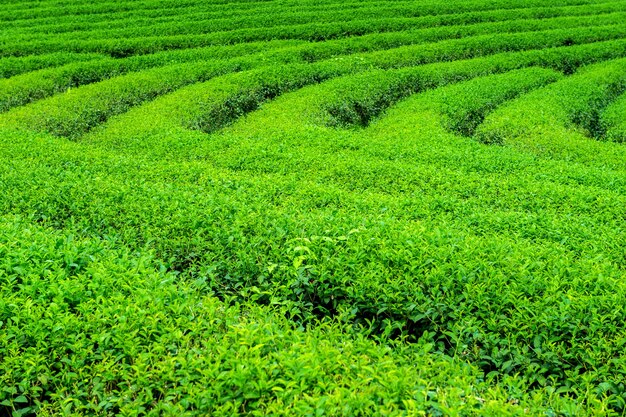 Brote y hojas de té verde. Plantaciones de té verde por la mañana. Fondo de naturaleza.