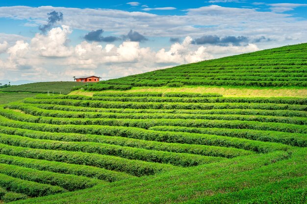 Brote y hojas de té verde. Plantaciones de té verde por la mañana. Fondo de naturaleza.