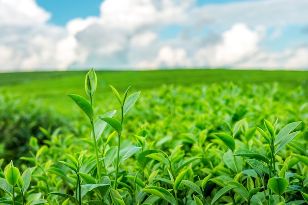 Brote y hojas de té verde. Plantaciones de té verde por la mañana.