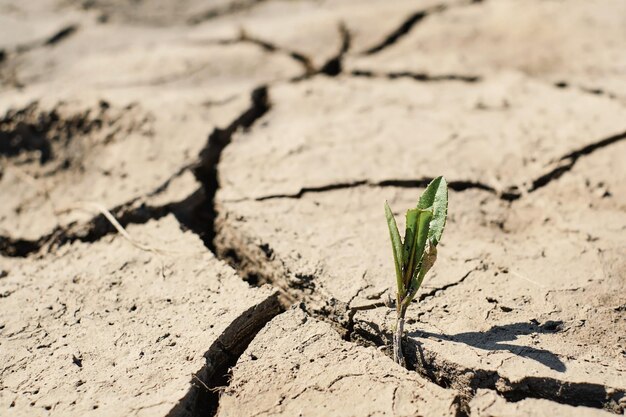 Brote verde con problemas ecológicos de tierra agrietada seca protección de la tierra enfoque selectivo suave