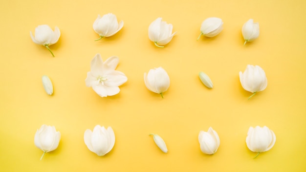 Foto gratuita brotes blancos y flores dispuestas en fila sobre fondo amarillo