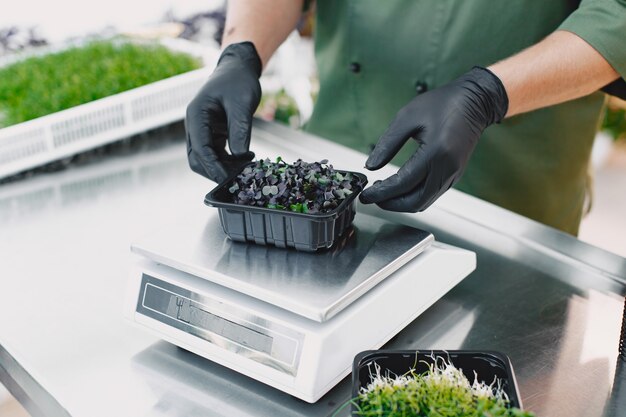 Brotes de cilantro corindón microverde en manos masculinas. Brotes crudos, microgreens, concepto de alimentación saludable. Paquetes de hombre en cajas.