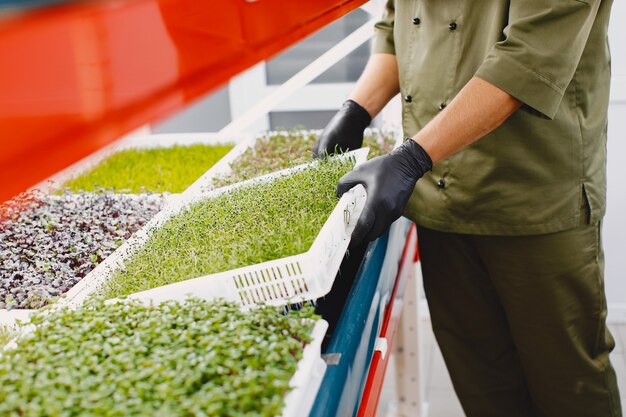 Brotes de cilantro corindón microverde en manos masculinas. Brotes crudos, microgreens, concepto de alimentación saludable.