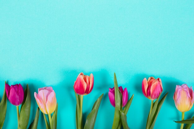 Brotes coloridos de tulipanes en línea