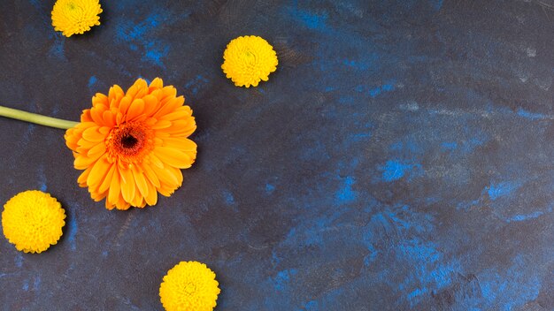 Brotes de flor amarilla fresca y maravillosa floración