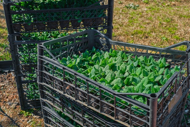 Brotes de flores antes de plantar en el suelo en macetas y cajas de plástico enfoque selectivo en las hojas hola primavera el comienzo del trabajo estacional de primavera en la tierra