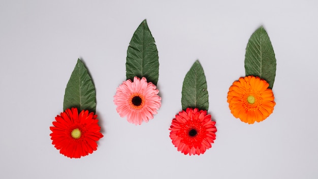 Brotes de flores brillantes con hojas en mesa blanca