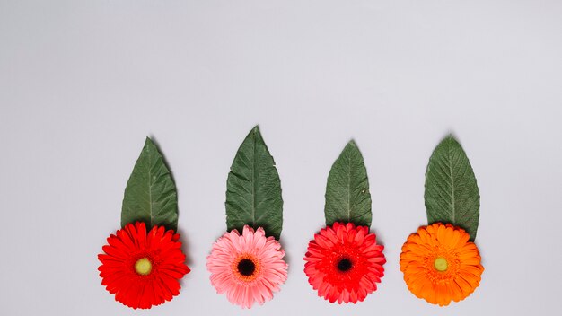 Brotes de flores brillantes con hojas en la mesa