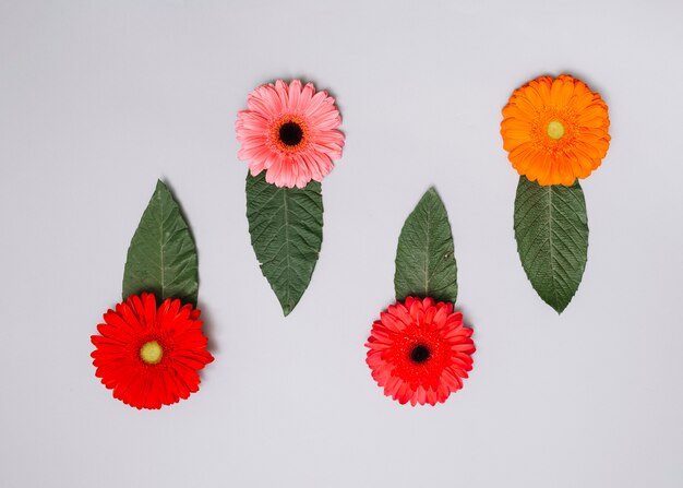 Brotes de flores brillantes con hojas verdes en la mesa