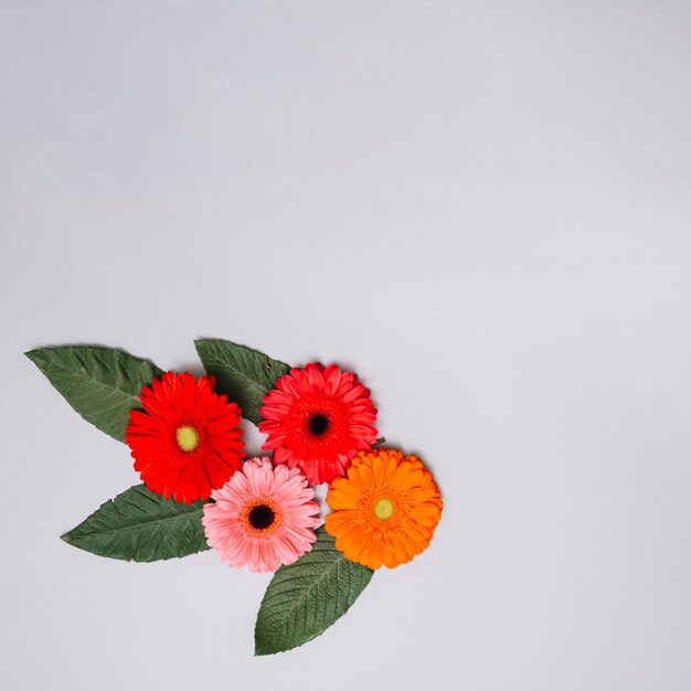 Brotes de flores coloridas con las hojas en la tabla