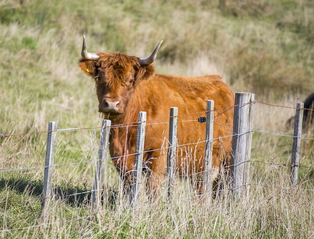 Brown toro detrás de una valla de pie en un campo de hierba con una pared borrosa
