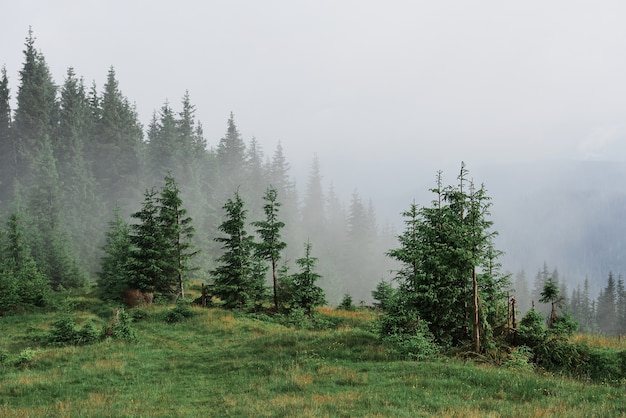 Brumoso paisaje de montaña de los Cárpatos con bosque de abetos, las copas de los árboles sobresalen de la niebla.