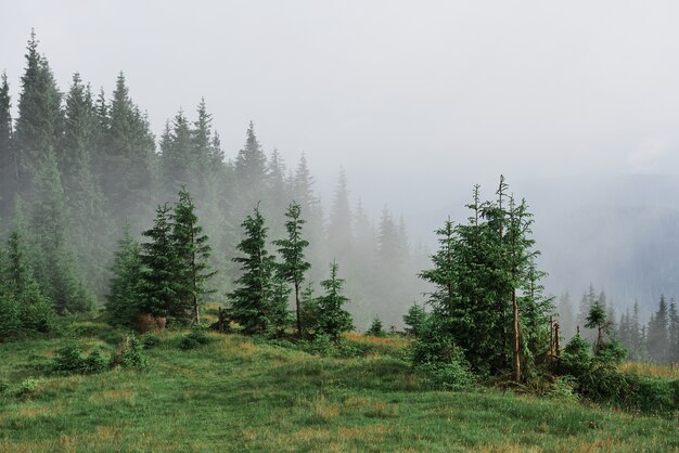 Brumoso paisaje de montaña de los Cárpatos con bosque de abetos, las copas de los árboles sobresalen de la niebla.