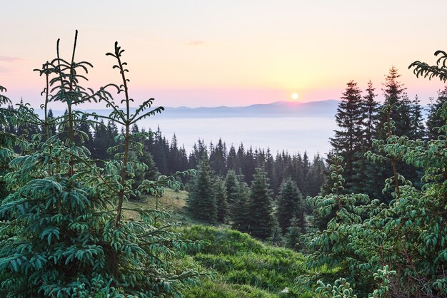 Brumoso paisaje de montaña de los Cárpatos con bosque de abetos, las copas de los árboles sobresalen de la niebla.