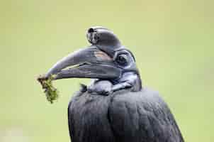 Foto gratuita bucero de tierra abisinio, retrato de pájaro