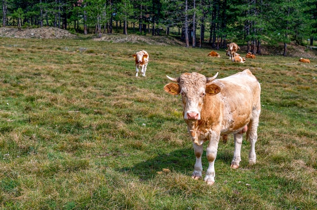 Buey marrón con cuernos en el campo de hierba en el campo