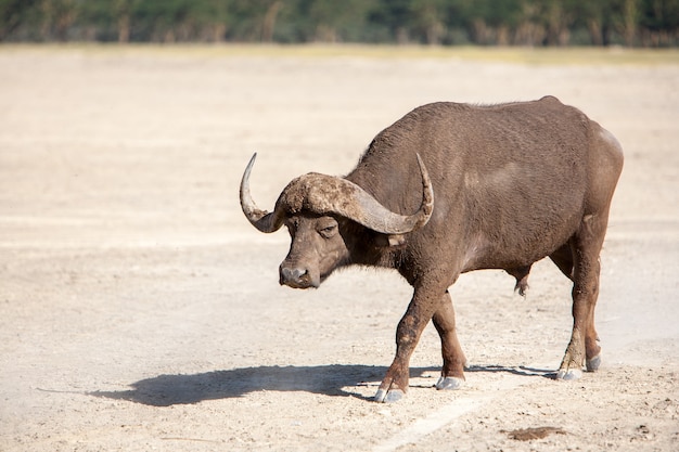 Foto gratuita búfalo africano salvaje. kenia, africa