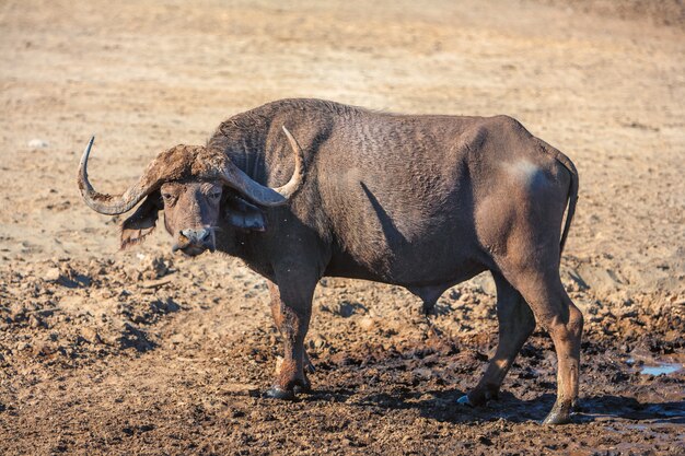 Búfalo africano salvaje.Kenia, África