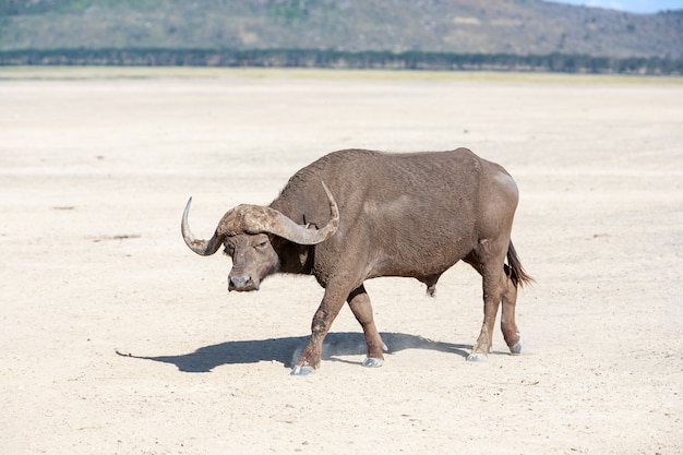 Búfalo africano salvaje.Kenia, África