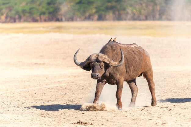 Búfalo africano salvaje en la sabana