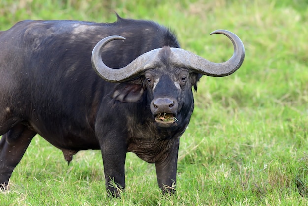Foto gratuita búfalo africano salvaje