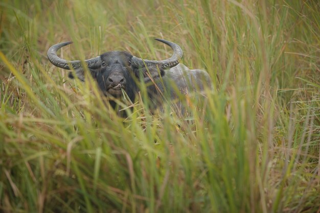 Búfalo de agua salvaje grande en el parque nacional de Kaziranga en la India