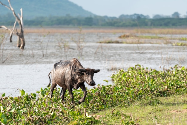 Búfalo al lado de un río