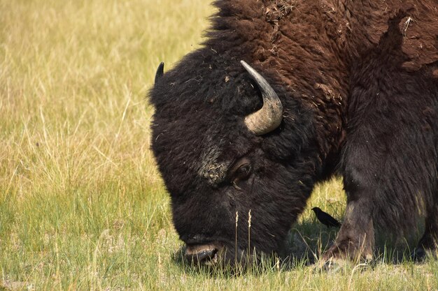 Búfalo americano pastando con un pajarito negro a su sombra.