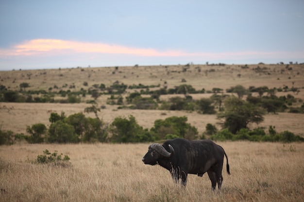 Búfalo negro grande en un campo con nubes de colores