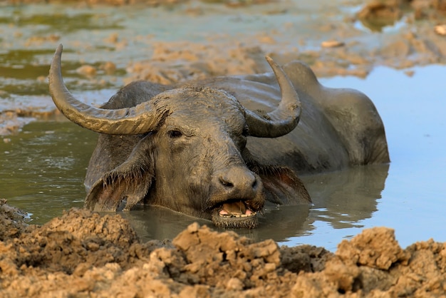 Los búfalos de agua se bañan en un lago en Sri Lanka