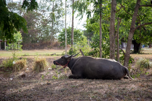 Buffalo mascota de pie en el parque para la vida de gobernante agricultor. búfalo
