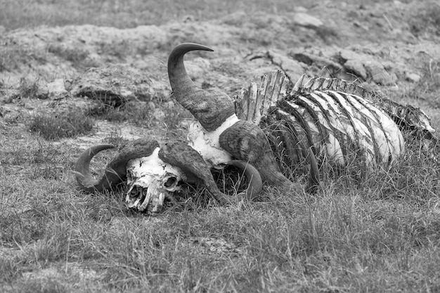 Buffalo Skull en Savannah, África