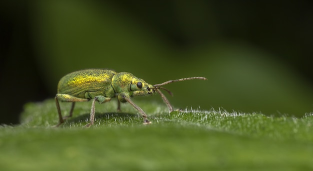 Bug colorido caminando sobre la hoja de cerca