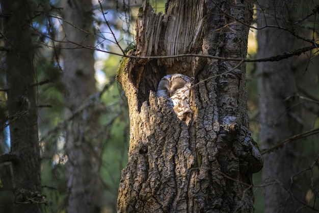 Búho durmiendo dentro del tronco de un árbol