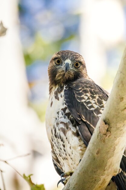 Búho marrón y blanco posado en la rama de un árbol marrón durante el día