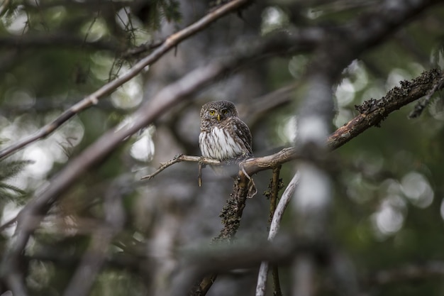 Foto gratuita búho marrón y blanco en la rama de un árbol