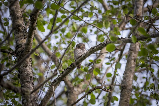 Búho marrón y blanco en la rama de un árbol