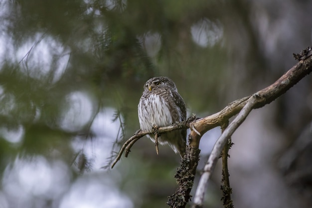 Búho marrón y blanco en la rama de un árbol