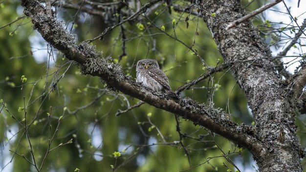 Búho marrón y blanco en la rama de un árbol